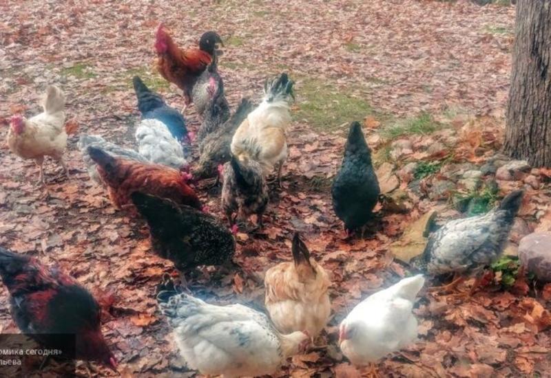В Британии из-за паники и дефицита яиц стали воровать куриц с ферм