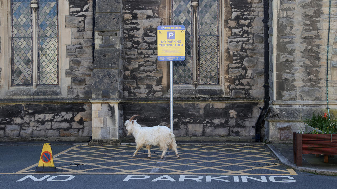 Дикие козы заполонили опустевший Уэльс