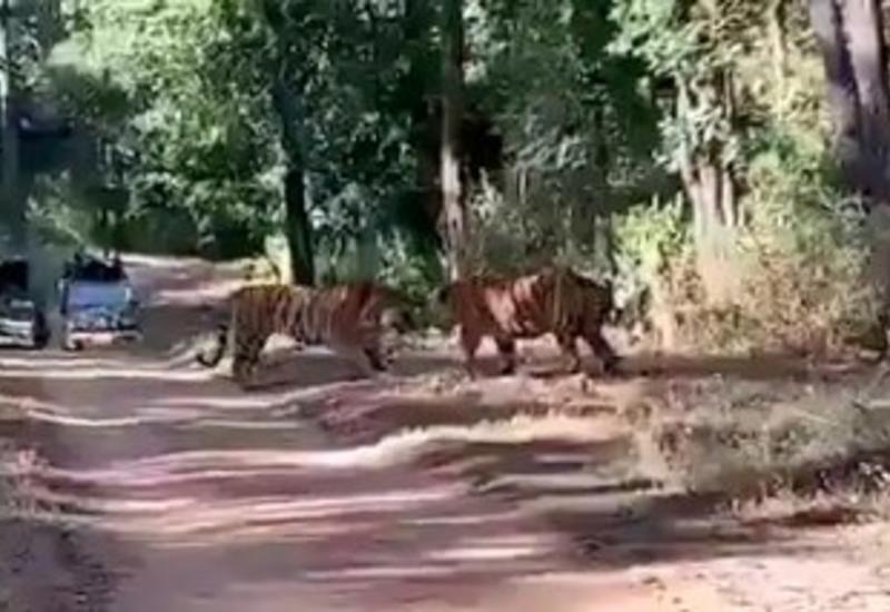 Яростная схватка двух тигров за территорию попала на видео