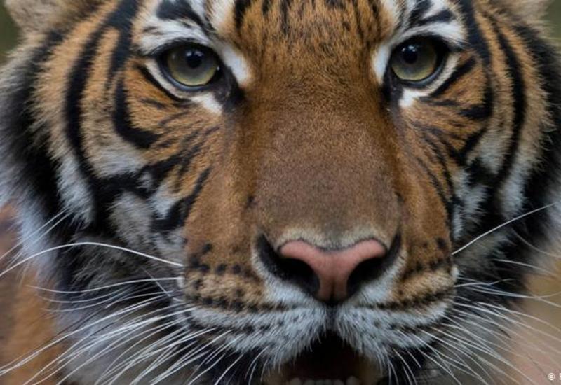 Тигр в зоопарке Нью-Йорка заразился коронавирусом от человека