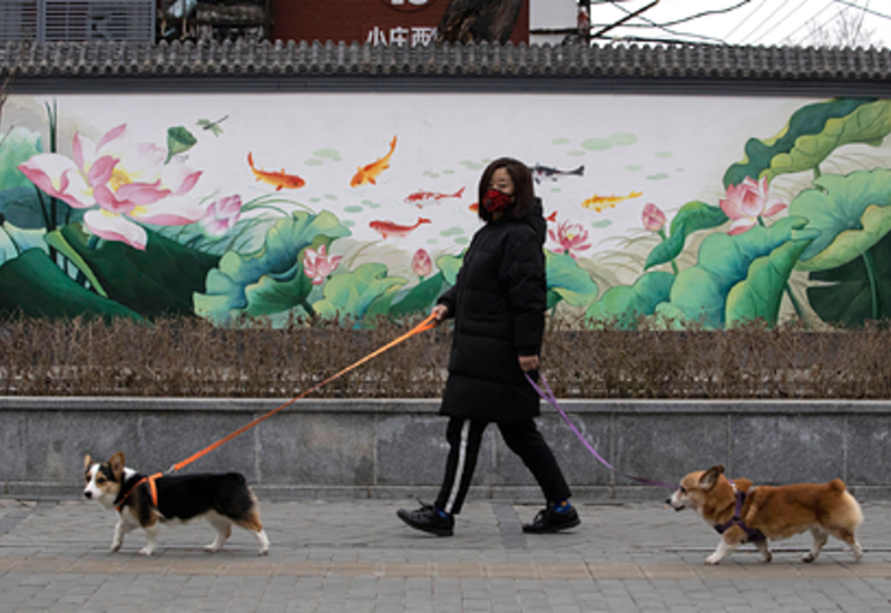 Еще один китайский город запретил есть кошек и собак