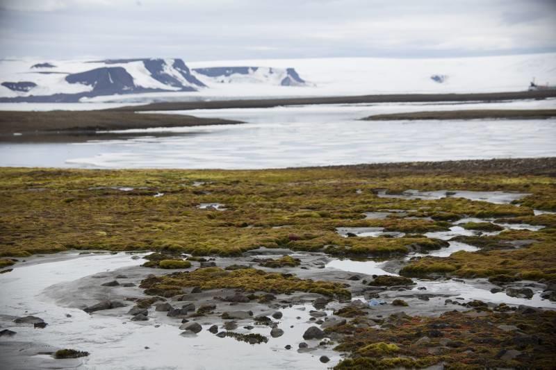 В Арктике нашли бактерии, которые могут очищать почву от нефти