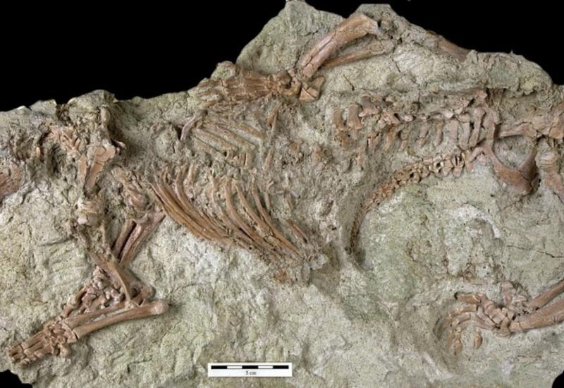 На Мадагаскаре нашли "безумного зверя" эпохи динозавров