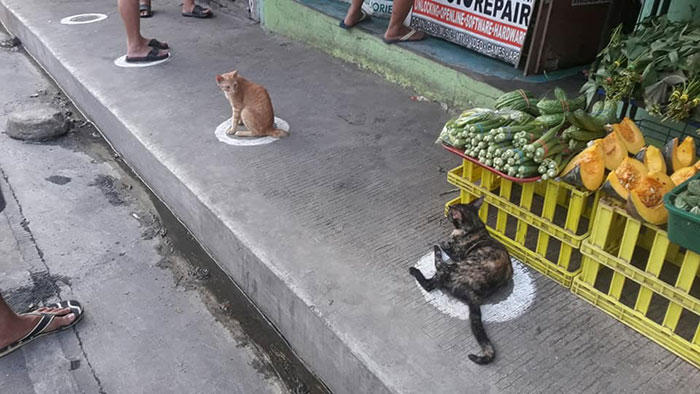 Бездомные кошки на Филиппинах соблюдают социальную дистанцию лучше людей