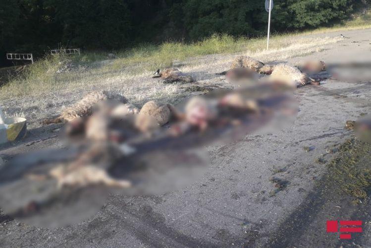 В Азербайджане «КамАЗ» въехал в стадо овец, убив 25 животных