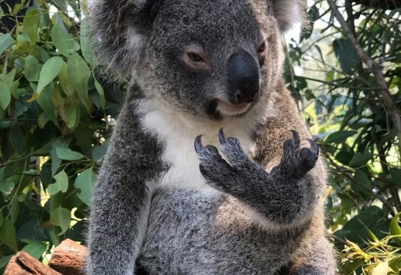 В Австралии впервые после масштабных пожаров родилась крошка-коала