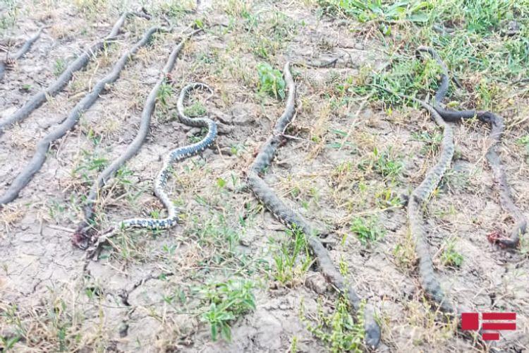 В Масаллы на жилой дом напали 17 змей
