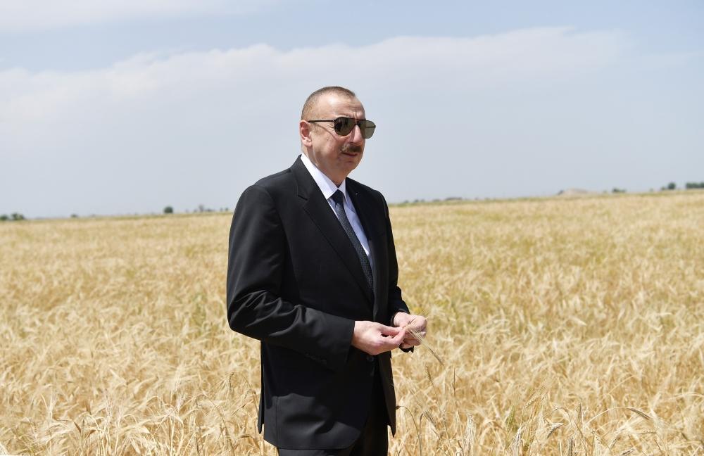 Президент Ильхам Алиев присутствовал на церемонии начала уборки пшеницы в Агджабеди