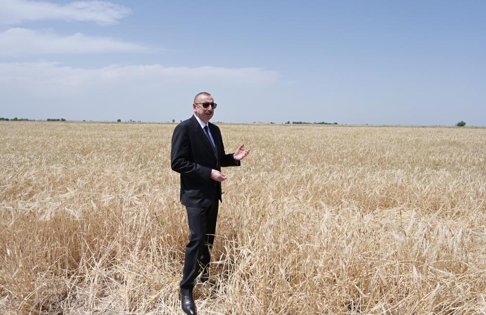 Президент Ильхам Алиев присутствовал на церемонии начала уборки пшеницы в Агджабеди