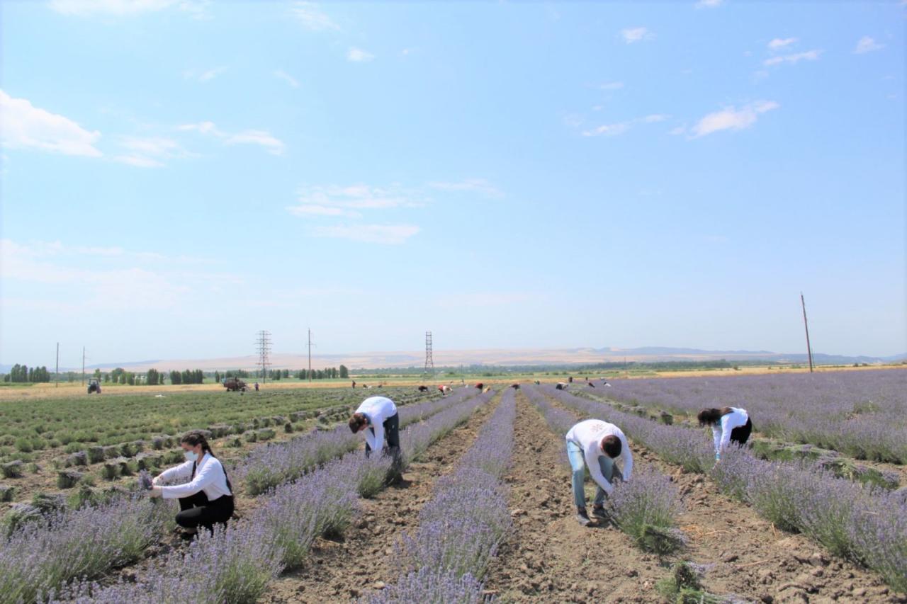 Волонтеры Агентства по развитию МСБ Азербайджана оказывают помощь фермерам