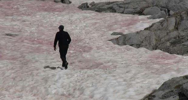 В итальянских Альпах появился розовый лед