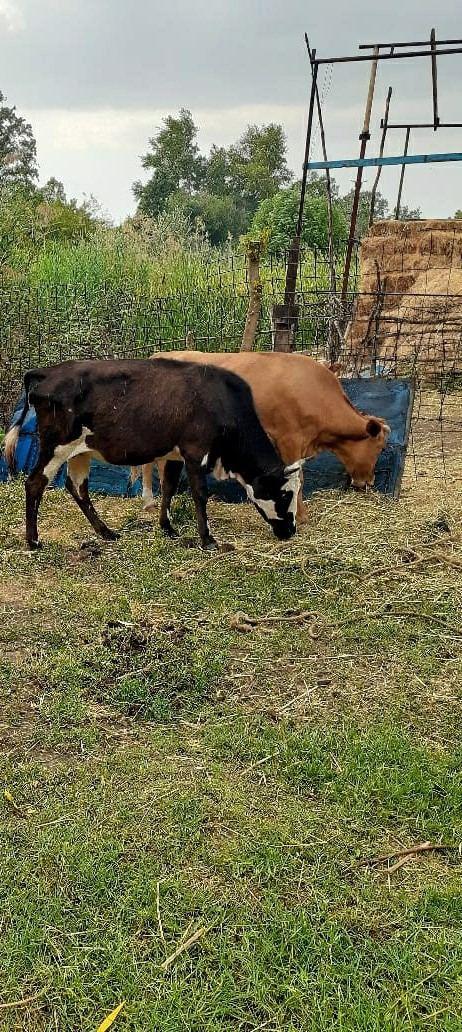 В Агсу задержан мясник, похитивший 12 коров
