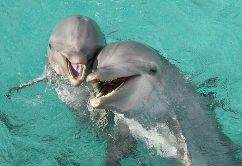На пляже в Баку появились дельфины? - ответ министерства