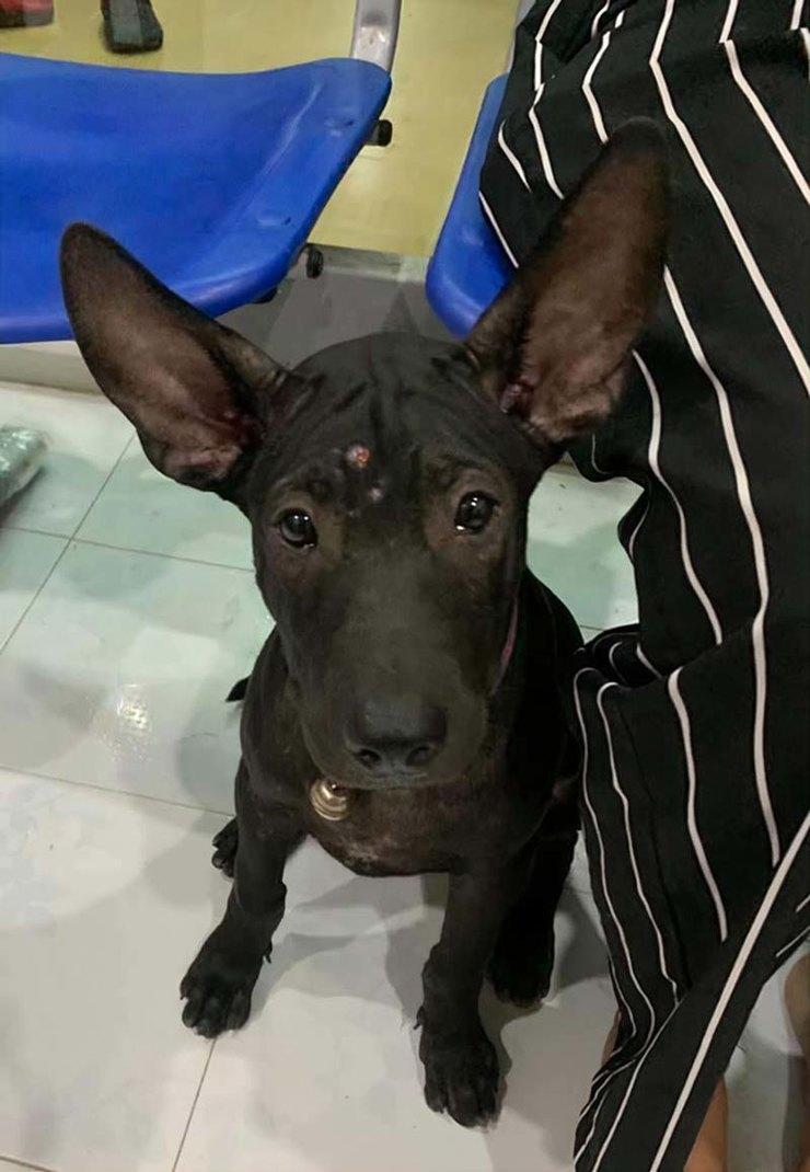 После шести часов блужданий по Бангкоку потерявшийся щенок нашел выход: он вспомнил дорогу к ветеринару, который и отвел его домой