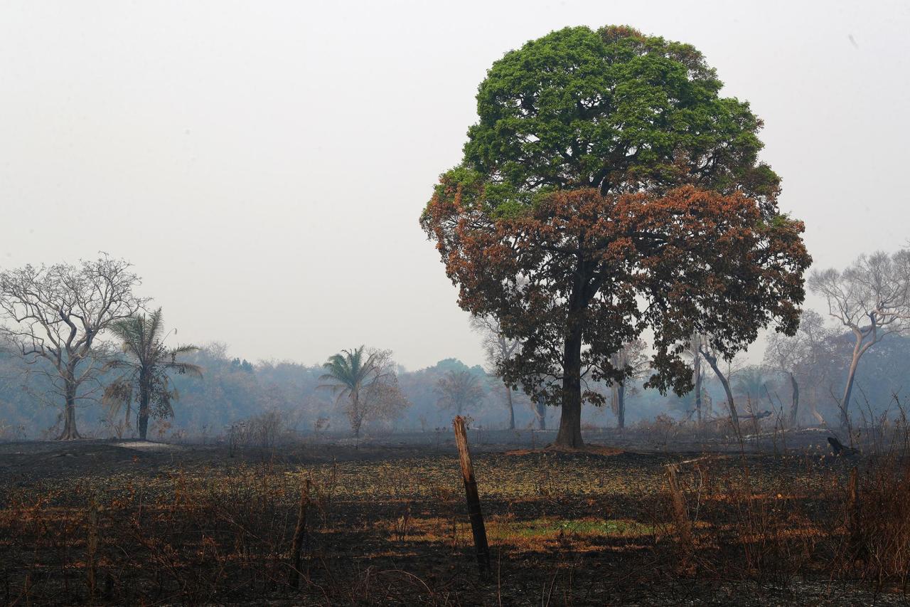 В Бразилии загорелось гигантское болото