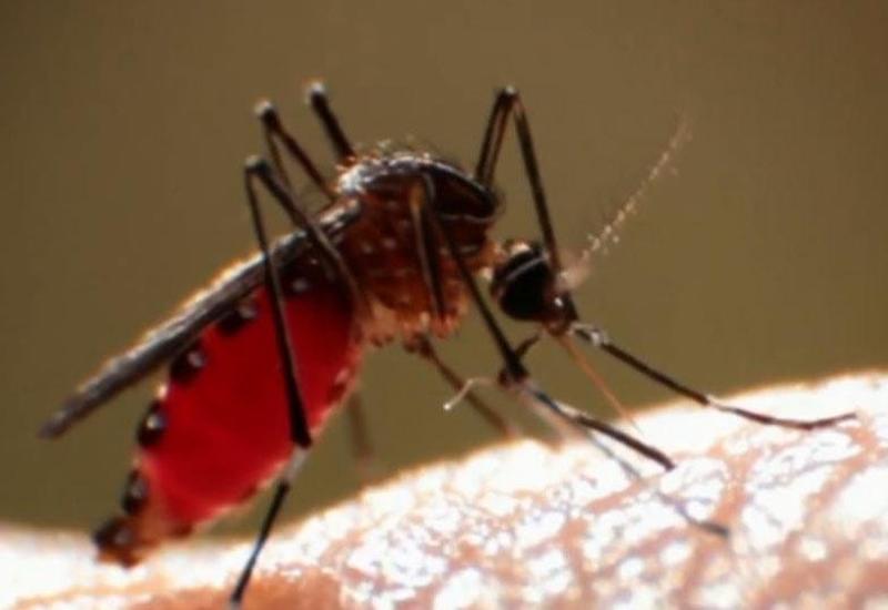 Укусы комаров смертельно опасны