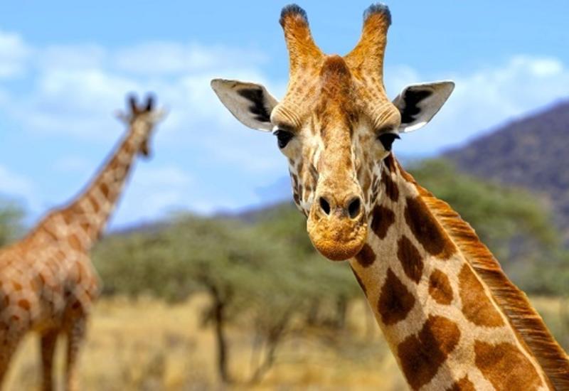 Длинная шея оказалась смертельно опасна для жирафов