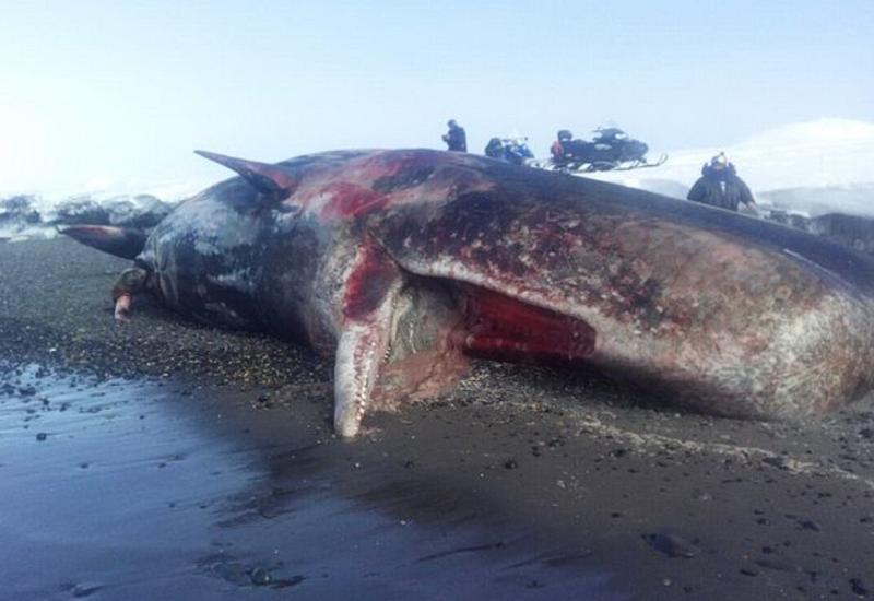 На Камчатке 19-метрового кита выбросило на берег