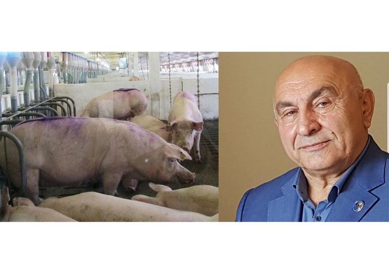 Жители Казахстана бастуют против армянской свинофермы