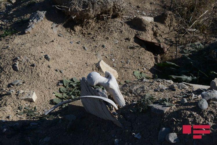 Армяне разрушили и засеяли пшеницей кладбище в селе Кюрдлер Физулинского района