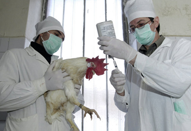 Выявлена вспышка птичьего гриппа в Японии