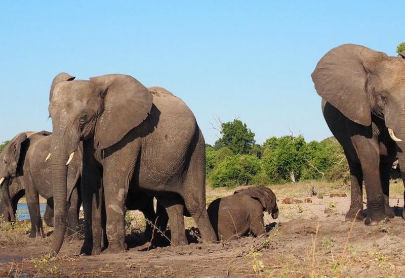 Намибия выставила на продажу 170 слонов