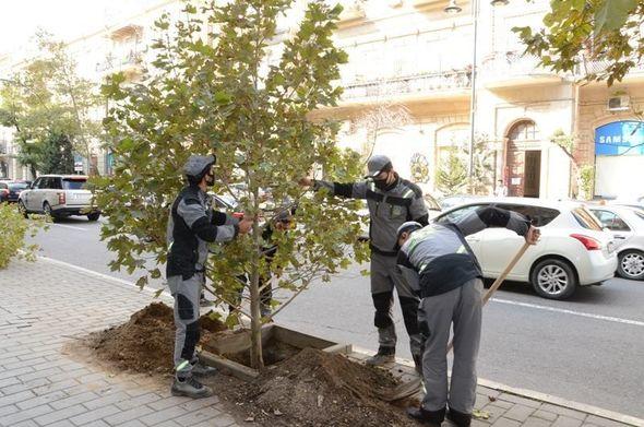 Почему в парке Ататюрка вырубают деревья?