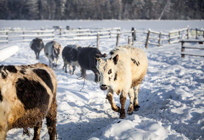 Ученые обнаружили гены, которые могут отвечать за устойчивость животных к холодам