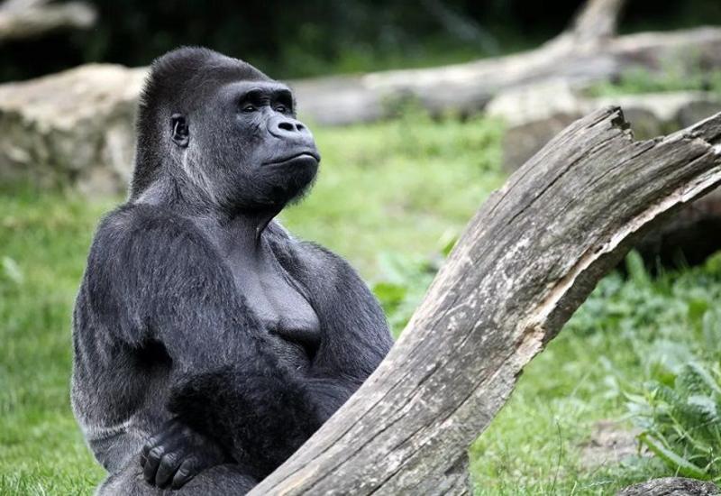 У горилл впервые выявили коронавирус
