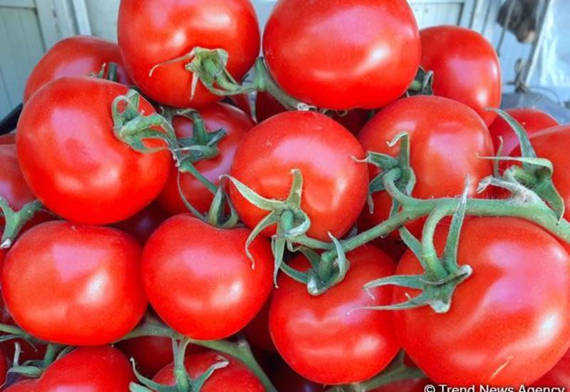 Азербайджан экспортирует томаты в страны Персидского залива и Европы