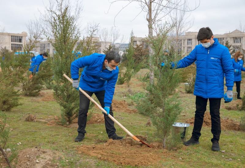 При совместной организации ИВ Баку и Общественного объединения "Региональное развитие" в Баку посажены деревья