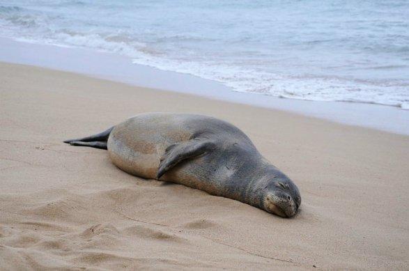 Ученые объяснили таинственную гибель тюленей на Каспии