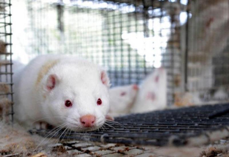 В Испании уничтожат более 1 тыс. норок из-за выявления коронавируса на ферме с животными