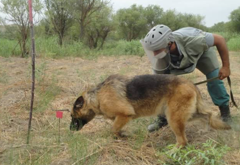 Минобороны Турции подарило Азербайджану 10 собак-миноискателей