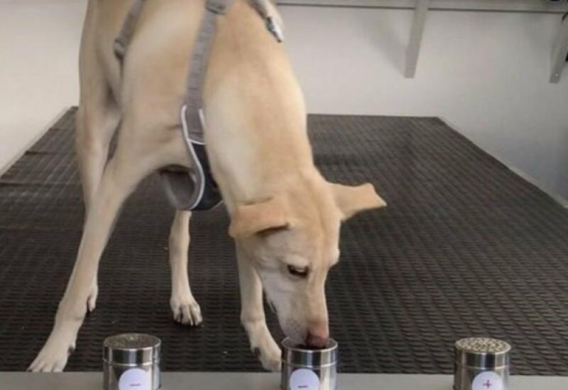 В Италии собак обучают распознавать заразившихся коронавирусом по запаху