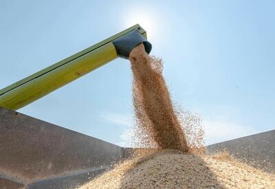 В мире за последний год резко выросли цены на зерно и продукты питания