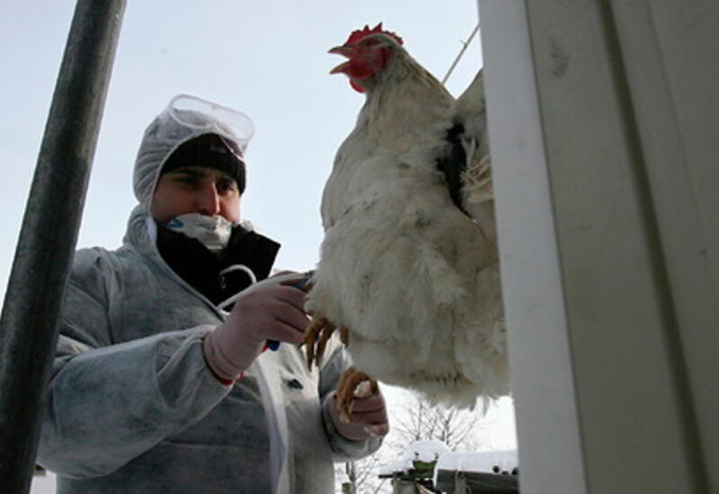 Мясников внес ясность в распространение птичьего гриппа