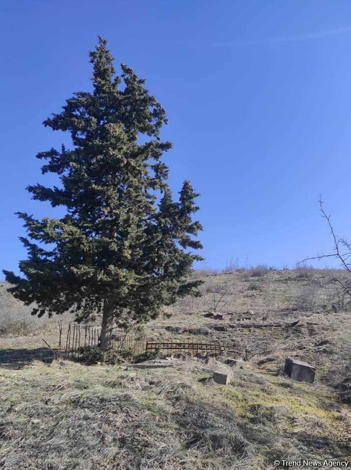 Кадры из села Зангиланского района, подвергнувшегося армянскому вандализму