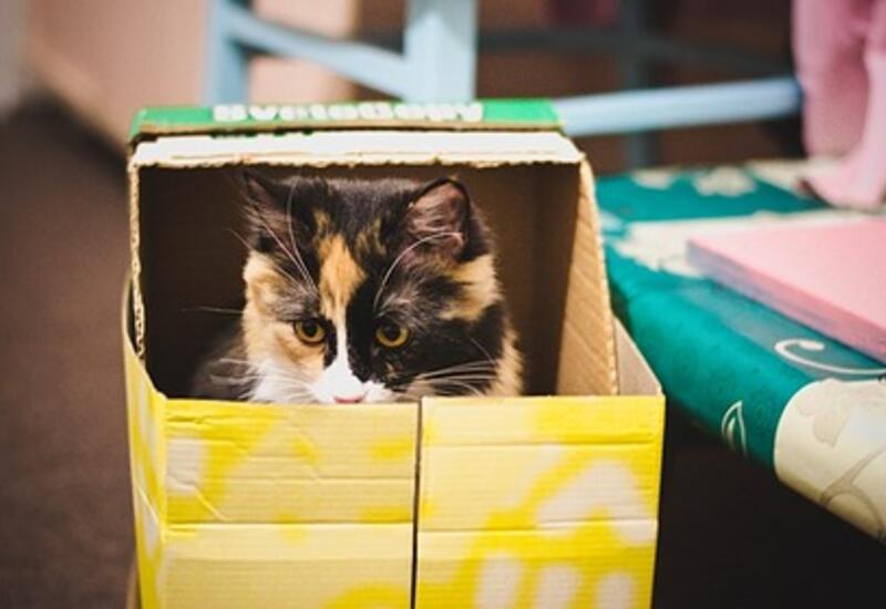Зоопсихолог раскрыл причину тяги кошек к коробкам