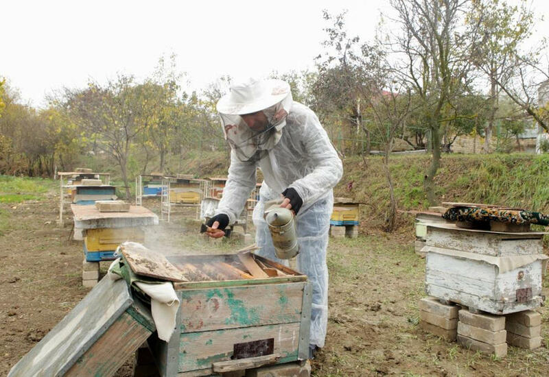 В Карабахе будет стремительно развиваться пчеловодство