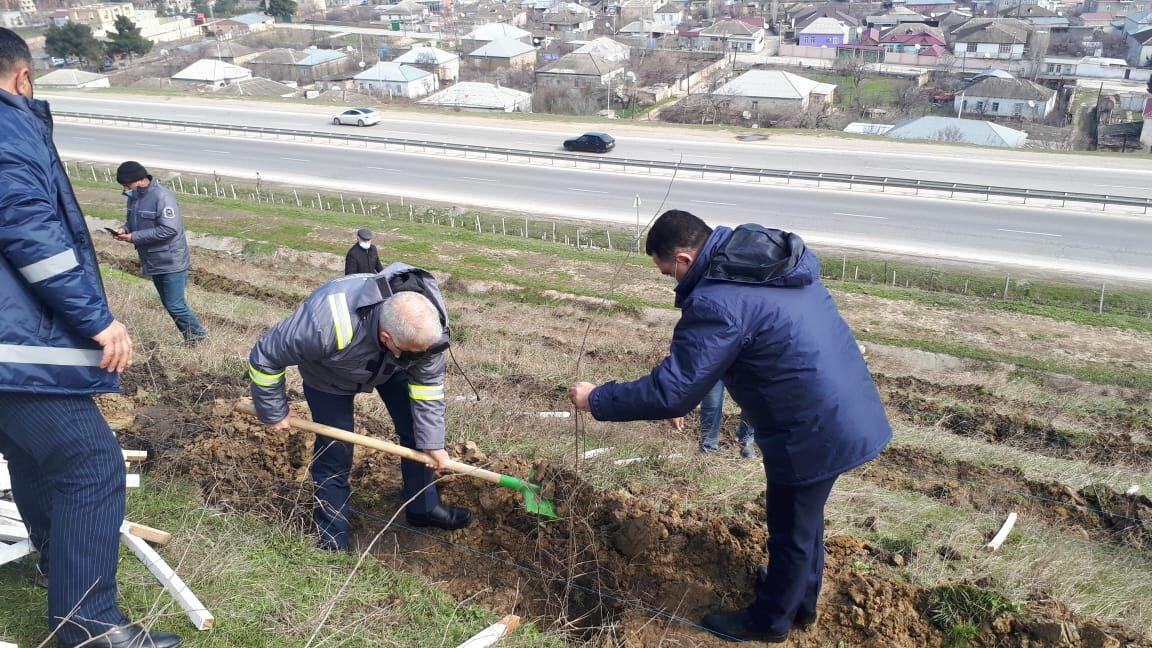 Рабочие должны были посадить 680 деревьев они перевыполнили план на 25 сколько деревьев посадили