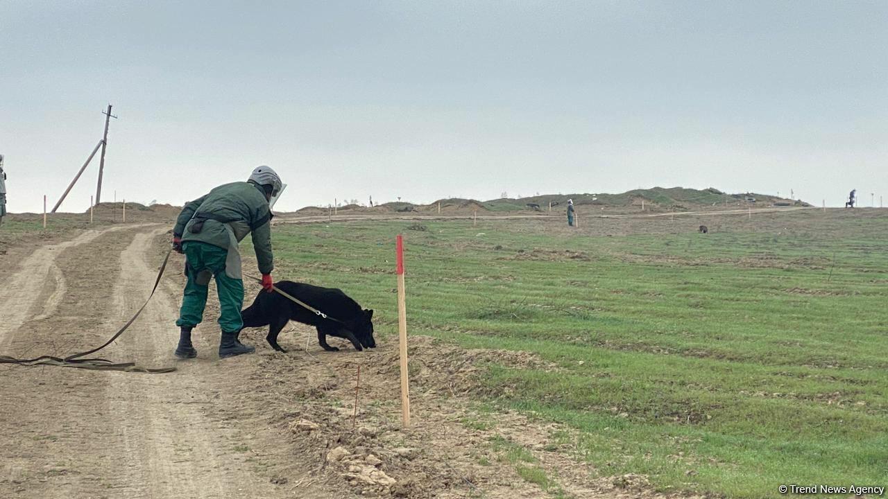 Освобождение земельного участка. Почвы Азербайджана. Азербайджанский участок. Освобожденные территории. Мины в Карабахе.