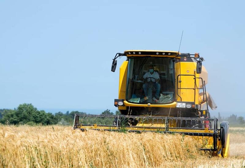 Минсельхоз Азербайджана обратился к производителям пшеницы
