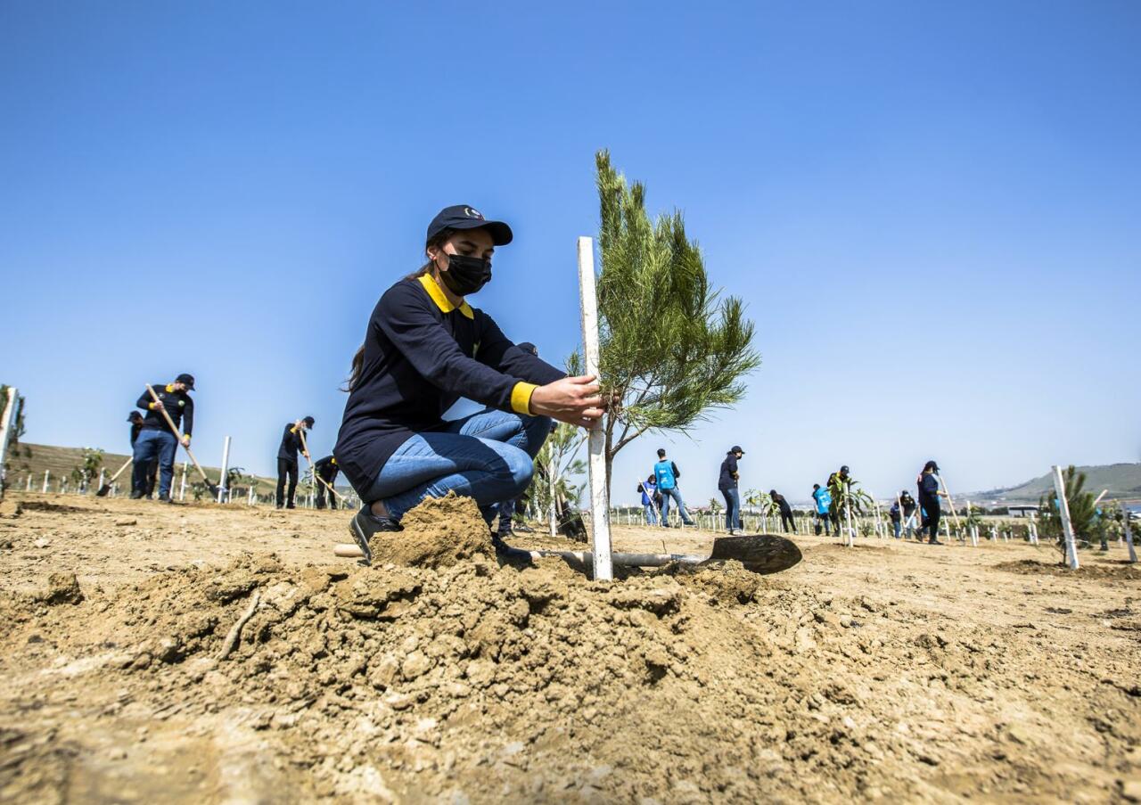 Азербайджанские таможенники присоединились к акции по посадке деревьев в рамках кампании "Зеленый марафон"
