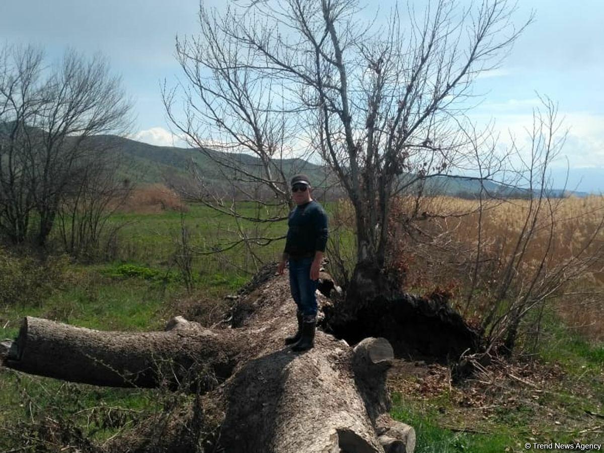 Армяне уничтожили тысячелетние ханские чинары в Зангилане