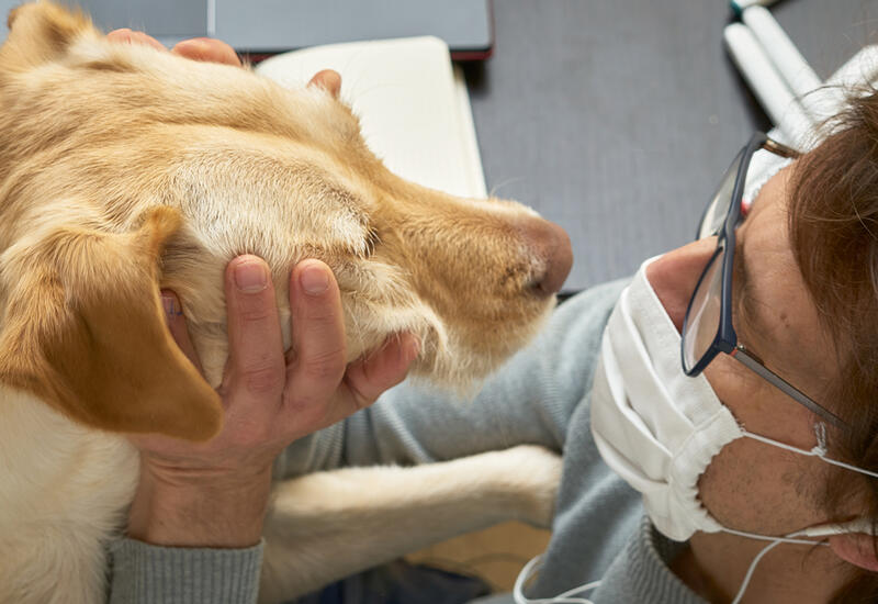 Ученые доказали, что собаки могут выявлять коронавирус с точностью до 96%