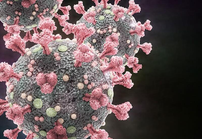 Выявлены гены, которые борются с коронавирусом