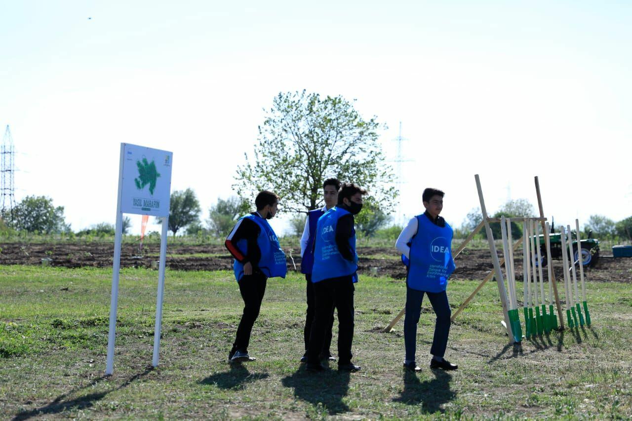 В рамках проекта «Зеленый марафон» посажено 2 тыс. медоносных деревьев