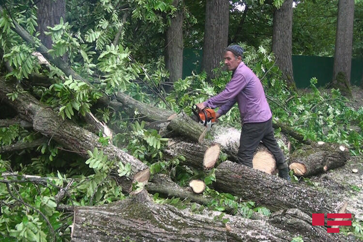 Сильный ветер повалил деревья в Балакенском и Загатальском районах