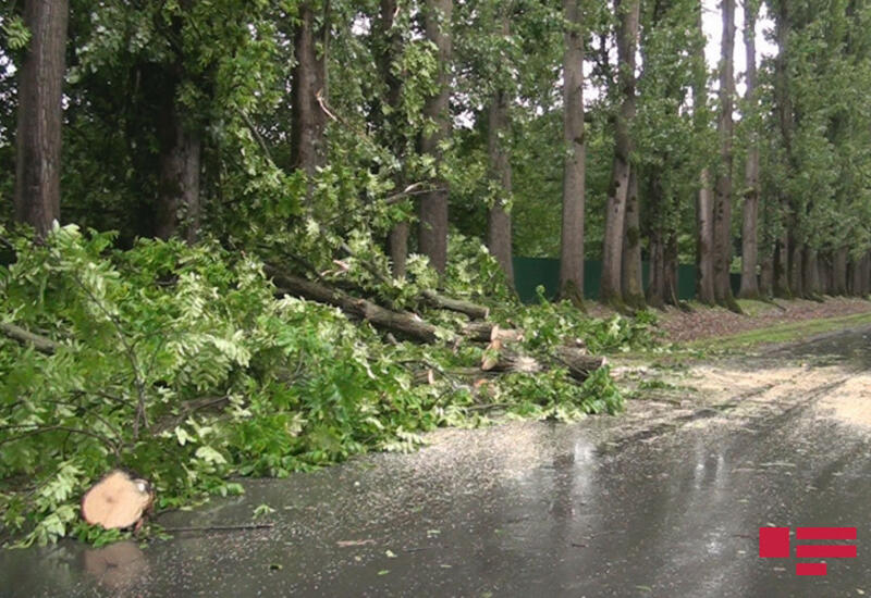 Сильный ветер повалил деревья в Балакенском и Загатальском районах